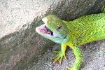 Geco