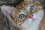 Micio